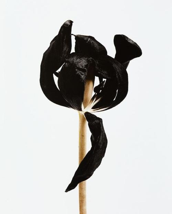 Tulip-By-Denis-Brihat-de-smet-dossier