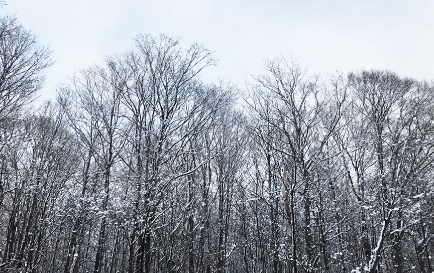 postcard-from-the-north-pure-michigan-de-smet-dossier