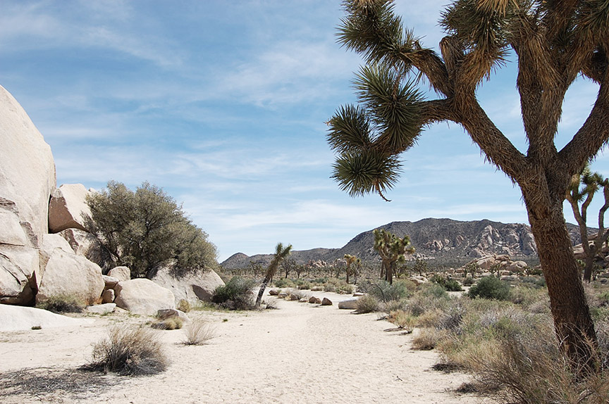 california-dreaming-joshua-tree-desert-national-park-3-de-smet-dossier