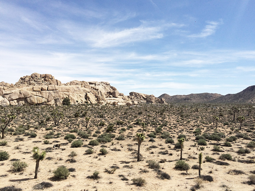 california-dreaming-joshua-tree-desert-national-park-5-de-smet-dossier