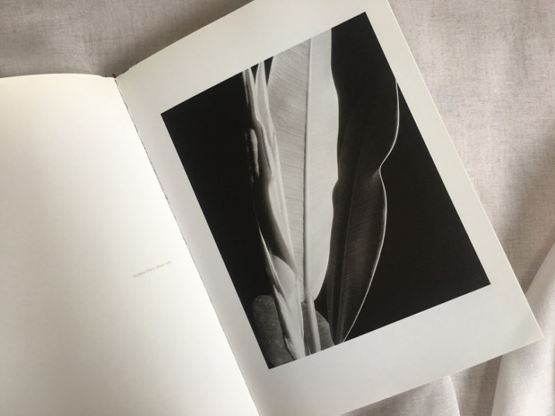 weekend-reading-Iimogen-cunningham-the-modernist-years-2-de-smet-dossier