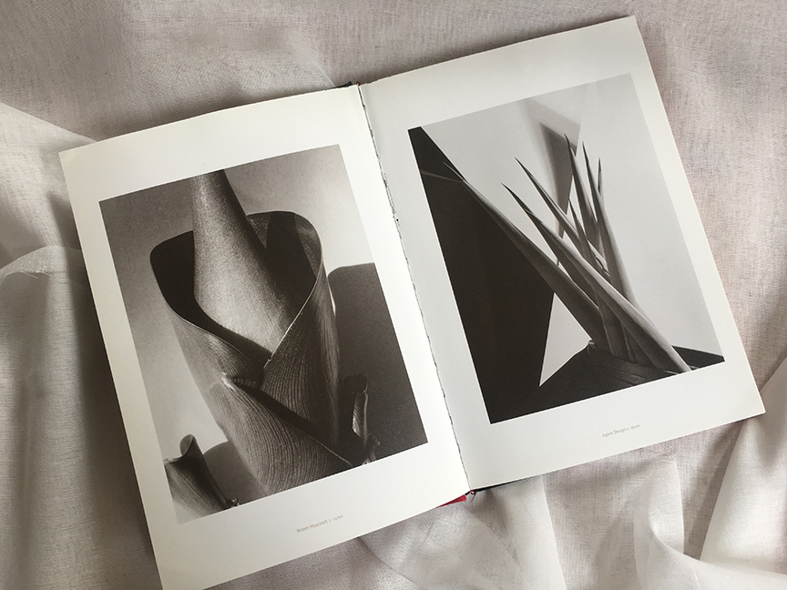 weekend-reading-Iimogen-cunningham-the-modernist-years-3-de-smet-dossier weekend-reading-Iimogen-cunningham-the-modernist-years-3-de-smet-dossier