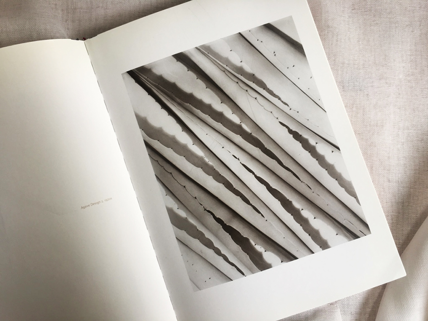 weekend-reading-Iimogen-cunningham-the-modernist-years-4-de-smet-dossier weekend-reading-Iimogen-cunningham-the-modernist-years-4-de-smet-dossier